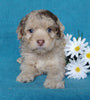 Cockapoo Puppy For Sale Millersburg, OH Male- Muffin