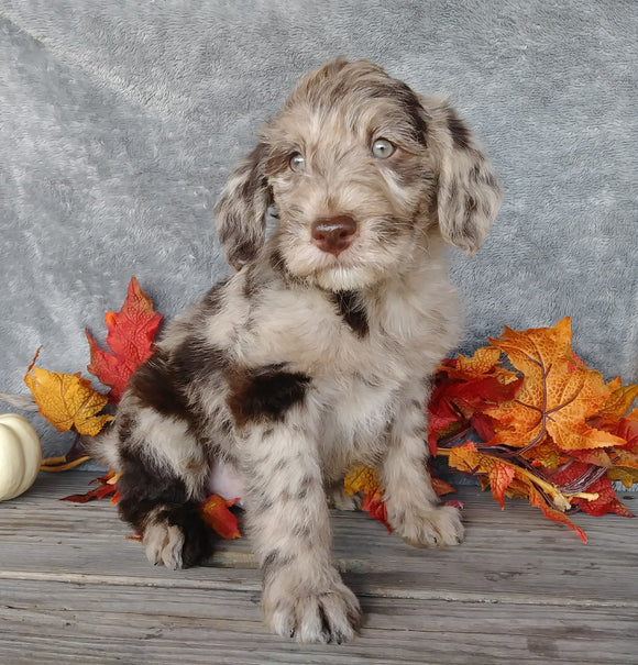 F1B Medium Labradoodle For Sale Millersburg, OH Male- Muffin