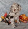 F1B Medium Labradoodle For Sale Millersburg, OH Male- Muffin