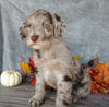 F1B Medium Labradoodle For Sale Millersburg, OH Male- Muffin