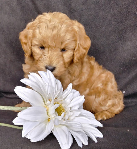 Mini F1B Labradoodle For Sale Millersburg, OH Male- Mugsy