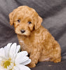 Mini F1B Labradoodle For Sale Millersburg, OH Male- Munchkin