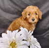 Mini F1B Labradoodle For Sale Millersburg, OH Male- Munchkin
