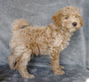 F1B Mini Labradoodle For Sale Millersburg, OH Male- Munchkin