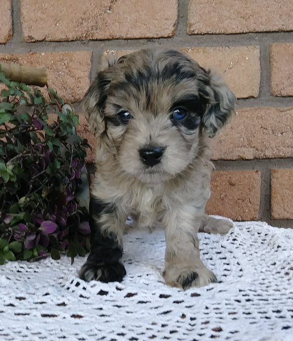 Cockapoo For Sale Millersburg, OH Male- Munchkin