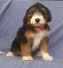 Mini Aussiedoodle For Sale Berlin, OH Male- Mittens