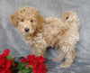 F1B Mini Labradoodle For Sale Millersburg, OH Male- Munchkin
