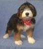 Mini Aussiedoodle For Sale Berlin, OH Male- Mittens