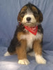 Mini Aussiedoodle For Sale Berlin, OH Male- Mittens