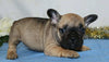 AKC Registered French Bulldog For Sale Wooster, OH Female- Neillee