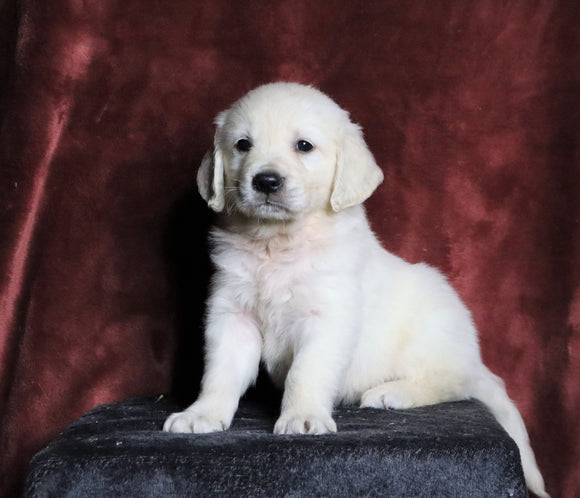 AKC Registered English Cream Golden Retriever For Sale Fredericksburg, OH Male- Neo