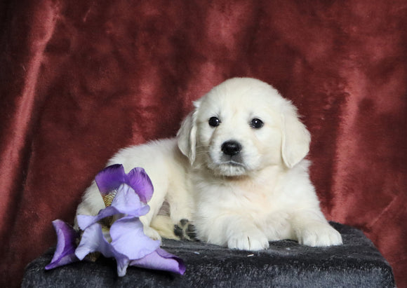 AKC Registered English Cream Golden Retriever For Sale Fredericksburg, OH Female- Nerissa