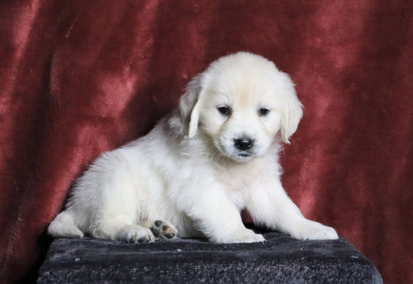 AKC Registered English Cream Golden Retriever For Sale Fredericksburg, OH Female- Nescha