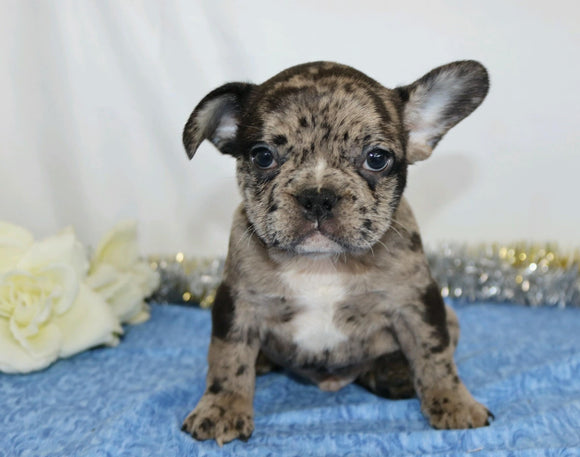 AKC Registered French Bulldog For Sale Wooster, OH Male- Nicholus