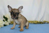 AKC Registered French Bulldog For Sale Wooster, OH Male- Nick