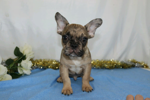 AKC Registered French Bulldog For Sale Wooster, OH Male- Nick