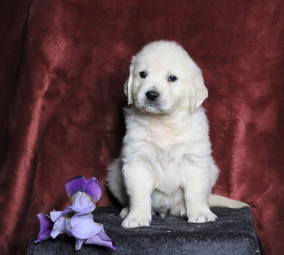 AKC Registered English Cream Golden Retriever For Sale Fredericksburg, OH Male- Nickels