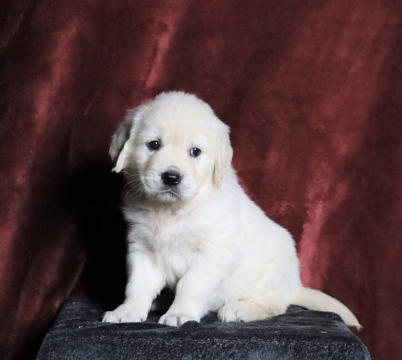 AKC Registered English Cream Golden Retriever For Sale Fredericksburg, OH Female- Nicole