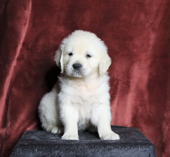 AKC Registered English Cream Golden Retriever For Sale Fredericksburg, OH Male- Niki