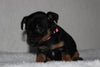 Yorkshire Terrier For Sale Fredericksburg, OH Female- Nikki
