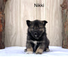 Norwegian Elkhound Hybrid For Sale Adamsville, OH Female- Nikki