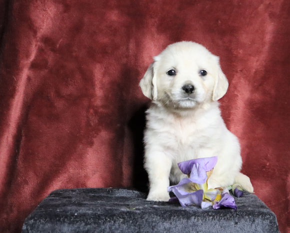 AKC Registered English Cream Golden Retriever For Sale Fredericksburg, OH Female- Noelle