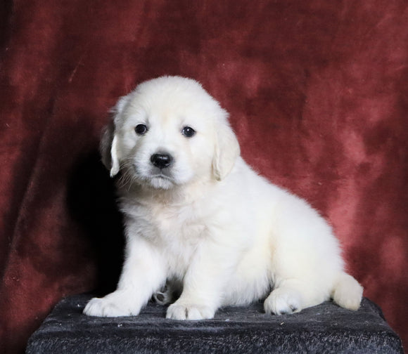 AKC Registered English Cream Golden Retriever For Sale Fredericksburg, OH Female- Nova