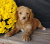 F1B Medium Labradoodle For Sale Millersburg, OH Male- Odie