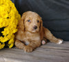 F1B Medium Labradoodle For Sale Millersburg, OH Male- Odie