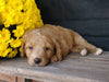 F1B Medium Labradoodle For Sale Millersburg, OH Male- Odie