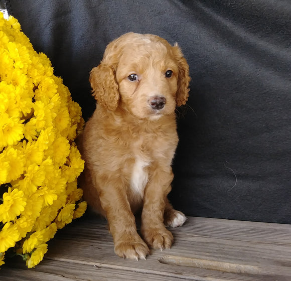 F1B Medium Labradoodle For Sale Millersburg, OH Male- Odie