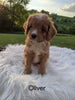 Cavapoo For Sale Dundee, OH Male- Oliver