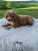 Cavapoo For Sale Dundee, OH Male- Oliver