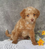 Mini Labradoodle For Sale Millersburg, OH Male- Ollie