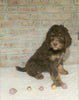 AKC Registered Poodle (Standard) For Sale Homesville, OH Male - Oreo