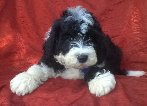 Mini Aussiedoodle For Sale Berlin, OH Male- Badger