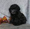 F1B Mini Labradoodle For Sale Millersburg, OH Male- Oreo
