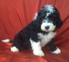 Mini Aussiedoodle For Sale Berlin, OH Male- Badger
