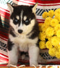 Siberian Husky For Sale Fredericksburg, OH Male- Oreo