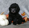 F1B Mini Labradoodle For Sale Millersburg, OH Male- Oreo