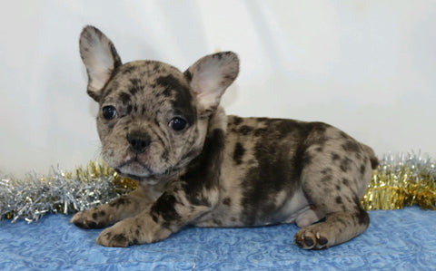 AKC Registered French Bulldog For Sale Wooster, OH Male- Orion