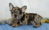 AKC Registered French Bulldog For Sale Wooster, OH Male- Orion