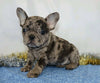 AKC Registered French Bulldog For Sale Wooster, OH Male- Orion