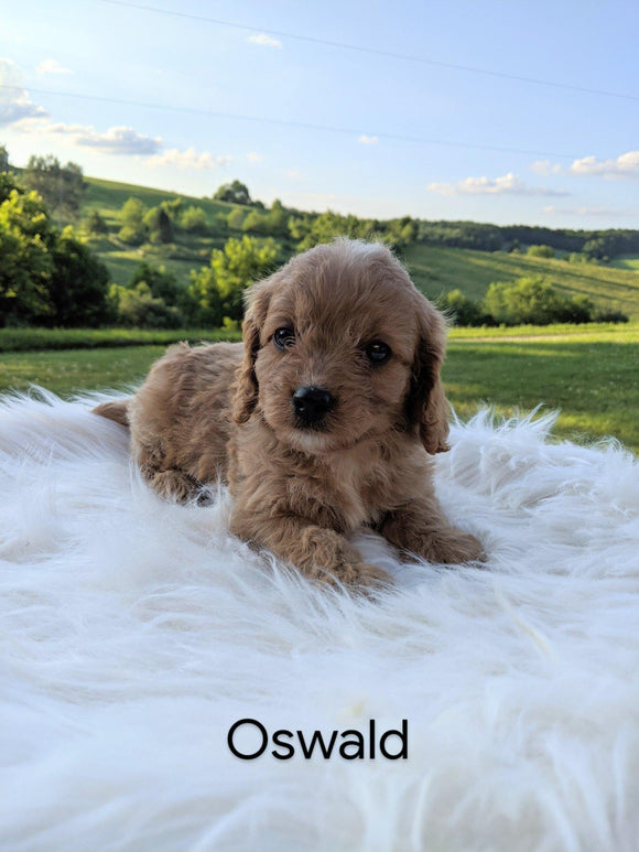 Cavapoo For Sale Dundee, OH Male- Oswald