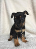 Yorkshire Terrier For Sale Fredericksburg, OH Male- Ozzie
