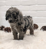 Cockapoo For Sale Dundee OH Male- Navid