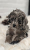 Cockapoo For Sale Dundee OH Male- Navid