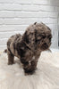 Cockapoo For Sale Dundee OH Male-Dixon