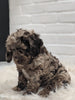 Cockapoo For Sale Dundee OH Male-Dixon