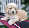 Cockapoo For Sale Dundee OH Female-Melanie